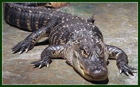 About the American&nbsp;Alligator