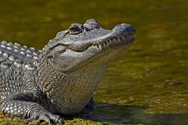 Statistics About the American&nbsp;Alligator